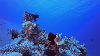 Mercan Bahçesi Deniz Yaşamı Deniz Burnu. Tropik sualtı balığı. Su altı balık resifi denizcisi. Yumuşak ve sert mercanlar. Su altı balık bahçesi resifi. Mercan bahçesi deniz manzarası.