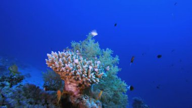 Mercan Bahçesi Deniz Yaşamı Deniz Burnu. Tropik sualtı balığı. Su altı balık resifi denizcisi. Yumuşak ve sert mercanlar. Su altı balık bahçesi resifi. Mercan bahçesi deniz manzarası.