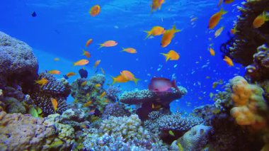 Mercan Bahçesi Portakal Balığı. Tropik sualtı balığı. Su altı balık resifi denizcisi. Yumuşak ve sert mercanlar. Su altı balık bahçesi resifi. Mercan bahçesi deniz manzarası.