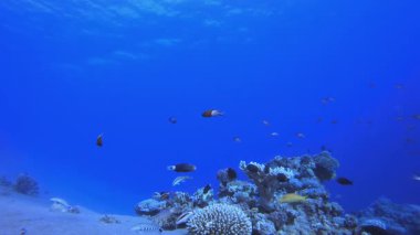 Mercan Bahçesi Deniz Burnu. Tropik sualtı balığı. Su altı balık resifi denizcisi. Yumuşak ve sert mercanlar. Su altı balık bahçesi resifi. Mercan bahçesi deniz manzarası.