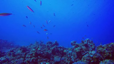 Mercan Bahçesi Deniz Burnu 4K 00 _ 60 4