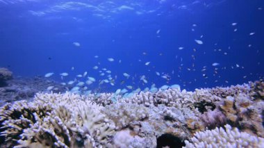 Mercan Bahçesi Canlı Balık 4K 00 _ 59