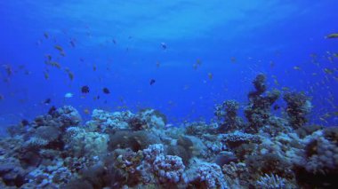 Mercan Kayalıkları ve Su Altında Balıklar. Tropik sualtı balığı. Su altı balık resifi denizcisi. Yumuşak ve sert mercanlar. Su altı balık bahçesi resifi. Mercan bahçesi deniz manzarası.