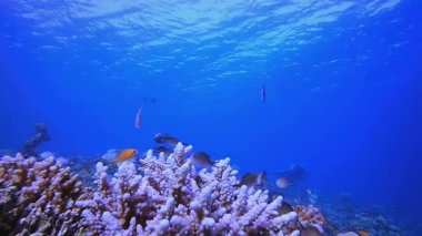 Mercan Kayalıkları ve Tropikal Balık Dalgıcı. Tropik sualtı balığı. Su altı balık resifi denizcisi. Yumuşak ve sert mercanlar. Su altı balık bahçesi resifi. Mercan bahçesi deniz manzarası.