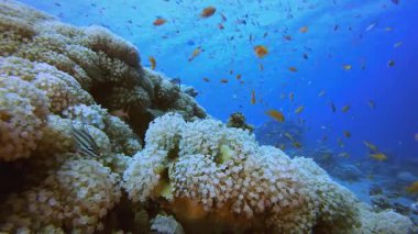 Mercan kayalıkları ve sualtındaki tropik balıklar. Tropik sualtı balığı. Su altı balık resifi denizcisi. Yumuşak ve sert mercanlar. Su altı balık bahçesi resifi. Mercan bahçesi deniz manzarası.