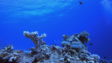 Mercan kayalıkları ve sualtındaki tropik balıklar. Tropik sualtı balığı. Su altı balık resifi denizcisi. Yumuşak ve sert mercanlar. Su altı balık bahçesi resifi. Mercan bahçesi deniz manzarası.