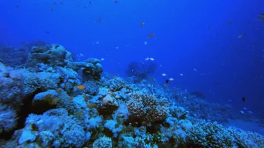 Mercan resifi balık sahnesi. Tropik sualtı balığı. Su altı balık resifi denizcisi. Yumuşak ve sert mercanlar. Su altı balık bahçesi resifi. Mercan bahçesi deniz manzarası.