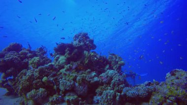 Mercan resifi sualtı balığı. Tropik sualtı balığı. Su altı balık resifi denizcisi. Yumuşak ve sert mercanlar. Su altı balık bahçesi resifi. Mercan bahçesi deniz manzarası.