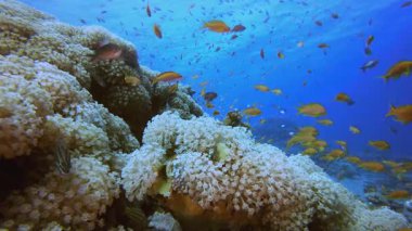 Mercan Kayalıkları Balığı Su Altında. Tropik sualtı balığı. Su altı balık resifi denizcisi. Yumuşak ve sert mercanlar. Su altı balık bahçesi resifi. Mercan bahçesi deniz manzarası.