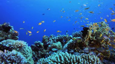 Mercan resifi sualtı balığı. Tropik sualtı balığı. Su altı balık resifi denizcisi. Yumuşak ve sert mercanlar. Su altı balık bahçesi resifi. Mercan bahçesi deniz manzarası.