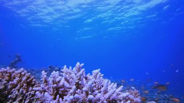 Mercan resifi sualtı balığı. Tropik sualtı balığı. Su altı balık resifi denizcisi. Yumuşak ve sert mercanlar. Su altı balık bahçesi resifi. Mercan bahçesi deniz manzarası.