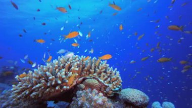 Mercan Kayalıkları Deniz Burnu. Tropik sualtı balığı. Su altı balık resifi denizcisi. Yumuşak ve sert mercanlar. Su altı balık bahçesi resifi. Mercan bahçesi deniz manzarası.