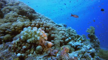 Mercan Kayalıkları Deniz Burnu. Tropik sualtı balığı. Su altı balık resifi denizcisi. Yumuşak ve sert mercanlar. Su altı balık bahçesi resifi. Mercan bahçesi deniz manzarası.
