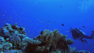 Dalgıç ve Tropikal Deniz Altında. Tropik sualtı balığı. Su altı balık resifi denizcisi. Yumuşak ve sert mercanlar. Su altı balık bahçesi resifi. Mercan bahçesi deniz manzarası.