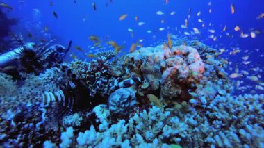 Balık ve Mercan Kayalıkları ve Dalgıç. Tropik sualtı balığı. Su altı balık resifi denizcisi. Yumuşak ve sert mercanlar. Su altı balık bahçesi resifi. Mercan bahçesi deniz manzarası.