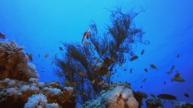 Balık Mercan Kayalıkları. Tropik sualtı balığı. Su altı balık resifi denizcisi. Yumuşak ve sert mercanlar. Su altı balık bahçesi resifi. Mercan bahçesi deniz manzarası.