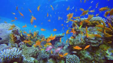 Fish Reef Marine Underwater. Tropical underwater sea fish. Underwater fish reef marine. Soft and hard corals. Underwater fish garden reef. Coral garden seascape.