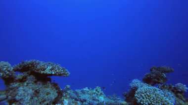 Marine Coral Garden 'da. Tropik sualtı balığı. Su altı balık resifi denizcisi. Yumuşak ve sert mercanlar. Su altı balık bahçesi resifi. Mercan bahçesi deniz manzarası.