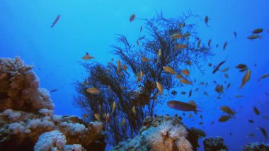 Deniz hayatı mercan bahçesi. Tropik sualtı balığı. Su altı balık resifi denizcisi. Yumuşak ve sert mercanlar. Su altı balık bahçesi resifi. Mercan bahçesi deniz manzarası.