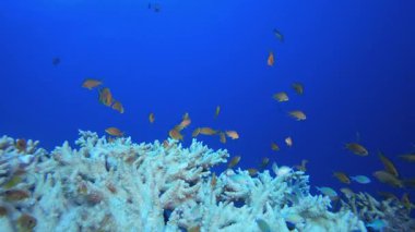Deniz hayatı mercan bahçesi. Tropik sualtı balığı. Su altı balık resifi denizcisi. Yumuşak ve sert mercanlar. Su altı balık bahçesi resifi. Mercan bahçesi deniz manzarası.