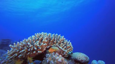 Deniz yaşamı tropik balık bahçesi. Tropik sualtı deniz balığı. Su altı balık resifi denizcisi. Yumuşak ve sert mercanlar. Su altı balık bahçesi resifi. Mercan bahçesi deniz manzarası.