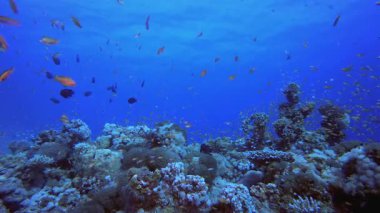 Arine Tropikal Sualtı Balık Bahçesi. Tropik sualtı deniz balığı. Su altı balık resifi denizcisi. Yumuşak ve sert mercanlar. Su altı balık bahçesi resifi. Mercan bahçesi deniz manzarası.