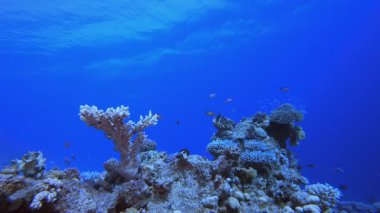 Deniz altı mercan bahçesi. Tropik sualtı balığı. Su altı balık resifi denizcisi. Yumuşak ve sert mercanlar. Su altı balık bahçesi resifi. Mercan bahçesi deniz manzarası.