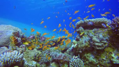 Orange Fish Blue Sea Water. Tropical underwater sea fish. Underwater fish reef marine. Soft and hard corals. Underwater fish garden reef. Coral garden seascape.