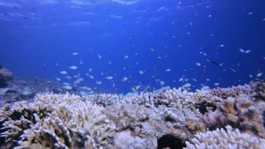 Su altındaki resif mercan bahçesi. Tropik sualtı balığı. Su altı balık resifi denizcisi. Yumuşak ve sert mercanlar. Su altı balık bahçesi resifi. Mercan bahçesi deniz manzarası.