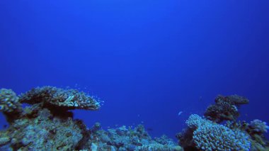 Resif Mercan Sahnesi. Tropik sualtı balığı. Su altı balık resifi denizcisi. Yumuşak ve sert mercanlar. Su altı balık bahçesi resifi. Mercan bahçesi deniz manzarası.