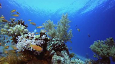 Resif Mercan Tropik Denizi. Tropik sualtı balığı. Su altı balık resifi denizcisi. Yumuşak ve sert mercanlar. Su altı balık bahçesi resifi. Mercan bahçesi deniz manzarası.