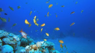 Resif Sahnesi Mercanları ve Balıkları. Su altı deniz balığı. Tropik balık resifi denizcisi. Renkli sualtı deniz manzarası. Resif mercan sahnesi. Mercan bahçesi deniz manzarası. Renkli tropikal mercan resifleri.