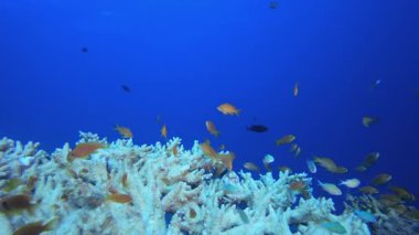 Resif Sahnesi Mercanları ve Balıkları. Su altı deniz balığı. Tropik balık resifi denizcisi. Renkli sualtı deniz manzarası. Resif mercan sahnesi. Mercan bahçesi deniz manzarası. Renkli tropikal mercan resifleri.