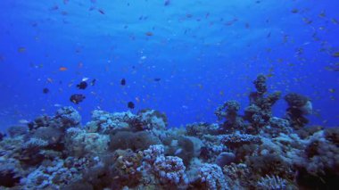 Su altındaki resif mercan bahçesi. Su altı deniz balığı. Tropik balık resifi denizcisi. Renkli sualtı deniz manzarası. Resif mercan sahnesi. Mercan bahçesi deniz manzarası. Renkli tropikal mercan resifleri.