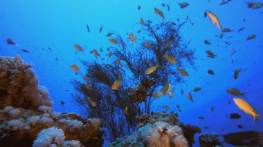 Su altındaki resif mercan bahçesi. Su altı deniz balığı. Tropik balık resifi denizcisi. Renkli sualtı deniz manzarası. Resif mercan sahnesi. Mercan bahçesi deniz manzarası. Renkli tropikal mercan resifleri.
