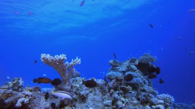 Su altındaki resif mercan bahçesi. Su altı deniz balığı. Tropik balık resifi denizcisi. Renkli sualtı deniz manzarası. Resif mercan sahnesi. Mercan bahçesi deniz manzarası. Renkli tropikal mercan resifleri.