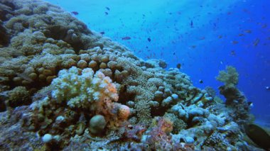 Su altındaki resif mercan bahçesi. Su altı deniz balığı. Tropik balık resifi denizcisi. Renkli sualtı deniz manzarası. Resif mercan sahnesi. Mercan bahçesi deniz manzarası. Renkli tropikal mercan resifleri.