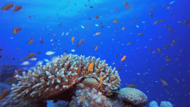 Su altındaki resif mercan bahçesi. Su altı deniz balığı. Tropik balık resifi denizcisi. Renkli sualtı deniz manzarası. Resif mercan sahnesi. Mercan bahçesi deniz manzarası. Renkli tropikal mercan resifleri.
