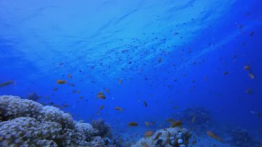 Resif Sualtı Yumuşak Mercanları. Su altı deniz balığı. Tropik balık resifi denizcisi. Renkli sualtı deniz manzarası. Resif mercan sahnesi. Mercan bahçesi deniz manzarası. Renkli tropikal mercan resifleri.