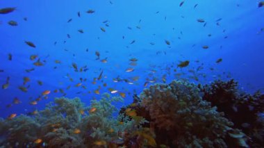 Suyun altındaki resif yumuşak mercan balığı. Su altı deniz balığı. Tropik balık resifi denizcisi. Renkli sualtı deniz manzarası. Resif mercan sahnesi. Mercan bahçesi deniz manzarası. Renkli tropikal mercan resifleri.