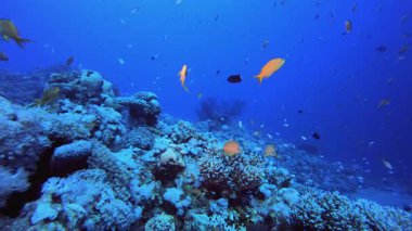 Su altındaki resif Tropikal Mercan Bahçesi. Su altı deniz balığı. Tropik balık resifi denizcisi. Renkli sualtı deniz manzarası. Resif mercan sahnesi. Mercan bahçesi deniz manzarası. Renkli tropikal mercan resifleri.