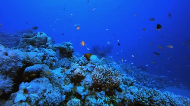 Su altındaki resif Tropikal Mercan Bahçesi. Su altı deniz balığı. Tropik balık resifi denizcisi. Renkli sualtı deniz manzarası. Resif mercan sahnesi. Mercan bahçesi deniz manzarası. Renkli tropikal mercan resifleri.