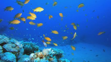Deniz suyu mercan bahçesi. Su altı deniz balığı. Tropik balık resifi denizcisi. Renkli sualtı deniz manzarası. Resif mercan sahnesi. Mercan bahçesi deniz manzarası. Renkli tropikal mercan resifleri.