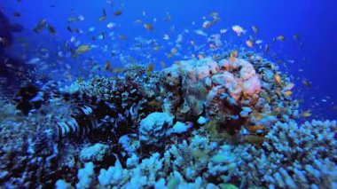 Deniz suyu okyanus mercanları. Su altı deniz balığı. Tropik balık resifi denizcisi. Renkli sualtı deniz manzarası. Resif mercan sahnesi. Mercan bahçesi deniz manzarası. Renkli tropikal mercan resifleri.