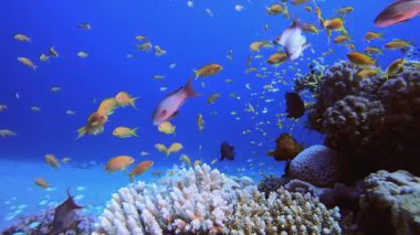 Deniz suyu okyanus mercanları 4K 00 _ 57