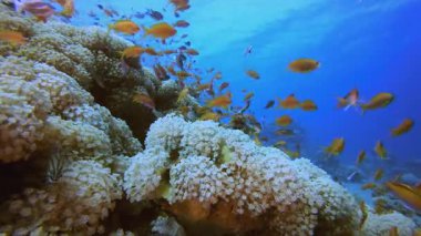 Deniz suyu okyanus yaşamı. Su altı deniz balığı. Tropik balık resifi denizcisi. Renkli sualtı deniz manzarası. Resif mercan sahnesi. Mercan bahçesi deniz manzarası. Renkli tropikal mercan resifleri.