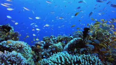 Sea Water Ocean Life. Underwater sea fish. Tropical fish reef marine. Colourful underwater seascape. Reef coral scene. Coral garden seascape. Colourful tropical coral reefs.