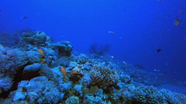 Deniz suyu okyanus yaşamı. Su altı deniz balığı. Tropik balık resifi denizcisi. Renkli sualtı deniz manzarası. Resif mercan sahnesi. Mercan bahçesi deniz manzarası. Renkli tropikal mercan resifleri.