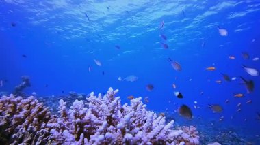 Deniz suyu okyanus yaşamı. Su altı deniz balığı. Tropik balık resifi denizcisi. Renkli sualtı deniz manzarası. Resif mercan sahnesi. Mercan bahçesi deniz manzarası. Renkli tropikal mercan resifleri.