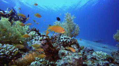 Deniz suyu okyanusu yaşamı ve dalgıcı. Su altı deniz balığı. Tropik balık resifi denizcisi. Renkli sualtı deniz manzarası. Resif mercan sahnesi. Mercan bahçesi deniz manzarası. Renkli tropikal mercan resifleri.